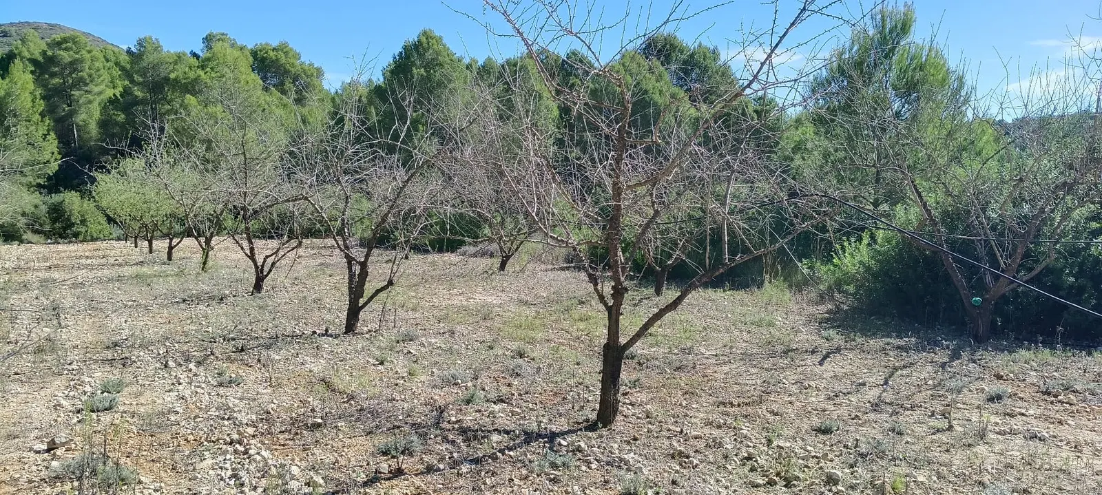 El mismo almendral después del desbroce