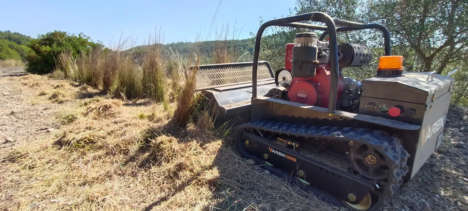 Desbrozadora teledirigida sobre orugas triturando hierba seca junto a un olivo, con los restos sobre el terreno
